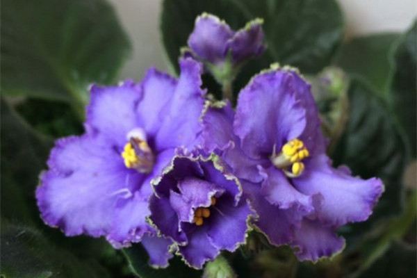 非洲堇开花后怎么修剪