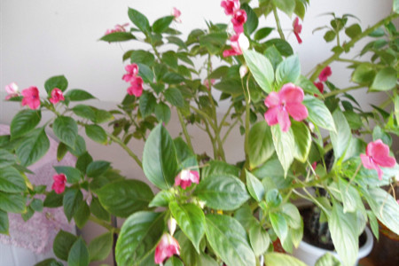 玻璃翠叶子发黄怎么回事