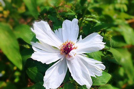 牡丹花的特点有哪些