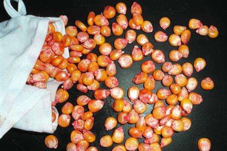 玉米播种种子和肥料一样深吗