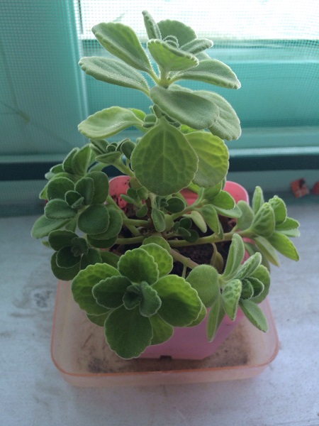 碰碰香浇水浇根还是浇叶子