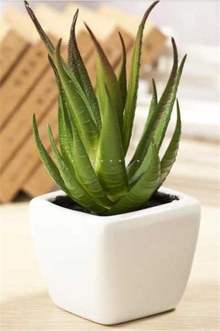 怎么给芦荟施肥芦荟施什么肥好