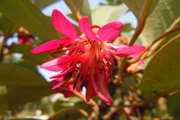 红花荷的花语和传说(红荷花的花语和寓意)