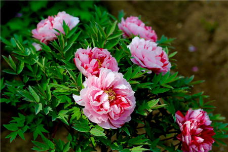 牡丹可以冬天栽吗