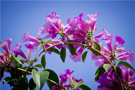 蒜香藤什么时候开花结果