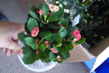 铁海棠的扦插方法视频