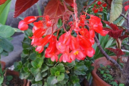 玻璃翠叶子发黄怎么回事