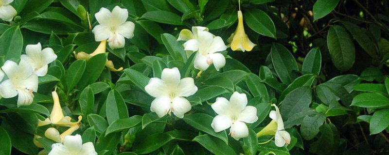 非洲茉莉秋天怎么养(非洲茉莉秋冬季的养护)