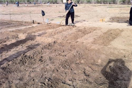 冬季大棚番茄种植技术