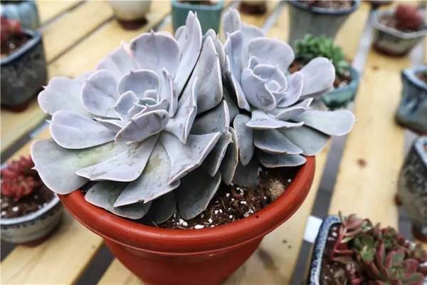 紫羊绒冬天怎么养(紫羊绒冬天怎么养护)