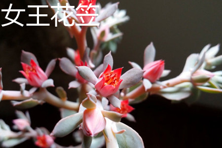 高砂之翁会开花吗