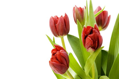 冬天郁金香怎么养