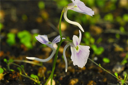 小白兔狸藻怎么养爆盆