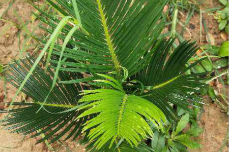 如何能让铁树开花