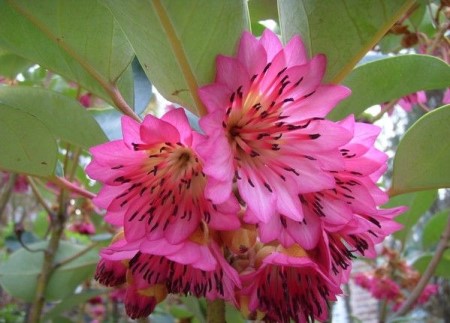 红荷花的花语和寓意