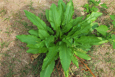 酸模的功效和作用