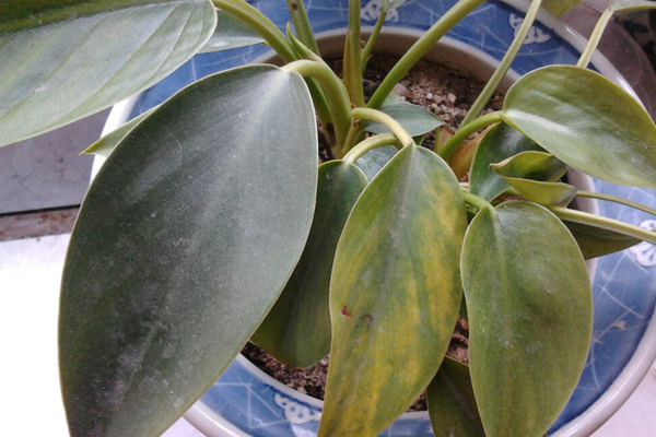 金钻花的作用与功效(金钻花的种类)