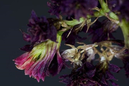 长寿花开败了怎么修理呀