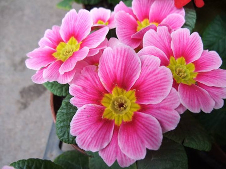 怎样把报春花养好