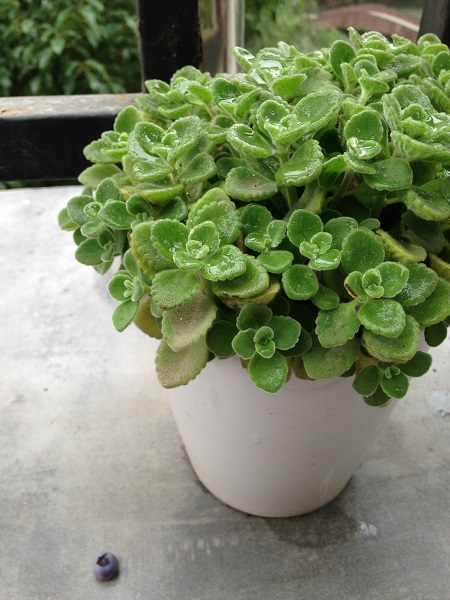 碰碰香浇水浇根还是浇叶子