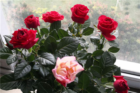 玫瑰花要经常浇水吗?