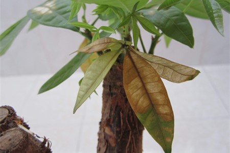 发财树枯萎了有什么办法补救