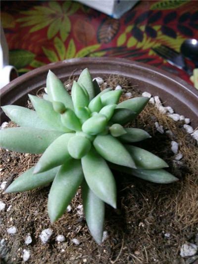 千佛手叶子皱巴巴的怎么办