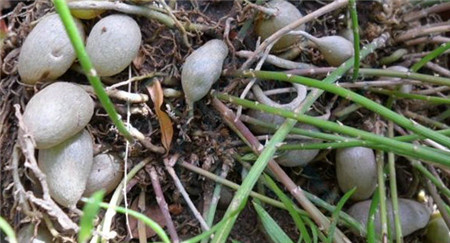 天门冬武竹的养殖方法