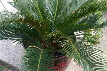 如何能让铁树开花