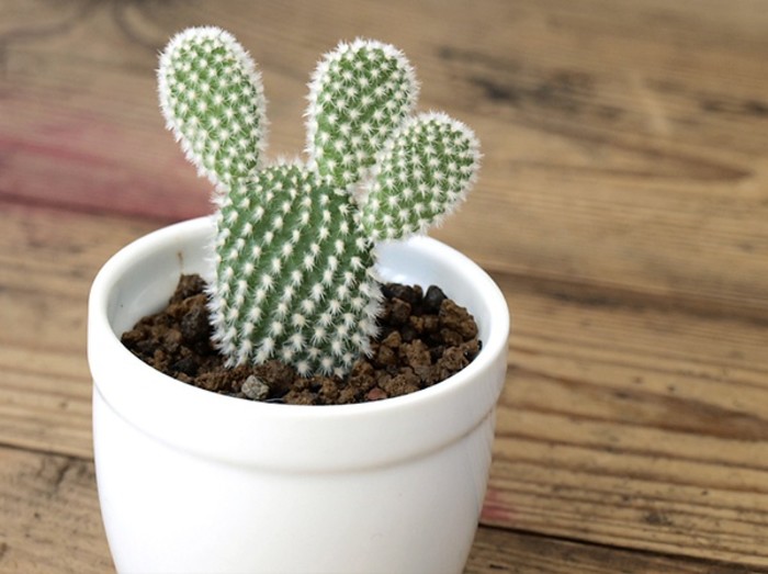 雾霾天气室内怎么消毒