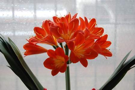 如何让君子兰正常开花呢