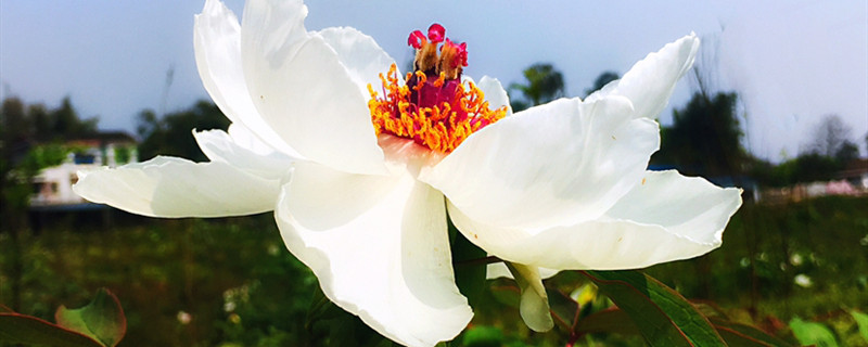 牡丹花的特点(牡丹花的特点有哪些)