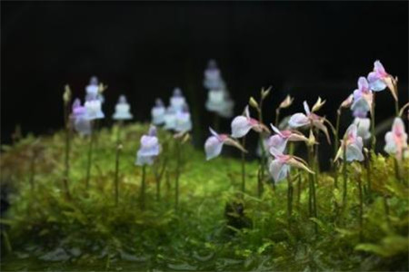 小白兔狸藻怎么养爆盆