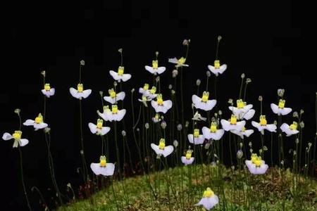 小白兔狸藻怎么养爆盆