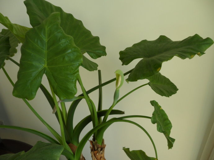 雾霾天气室内怎么消毒