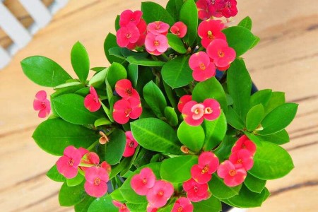 铁海棠的扦插方法视频