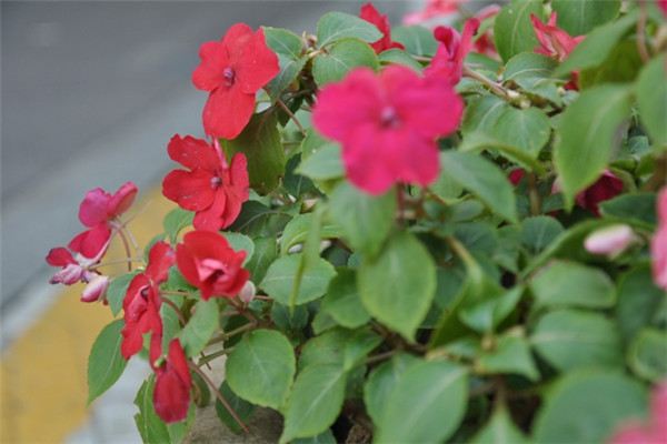 非洲凤仙的病虫害及其防治(非洲凤仙花病虫害照片)