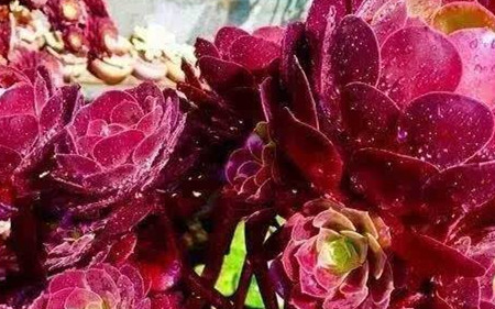 紫羊绒冬天怎么养护