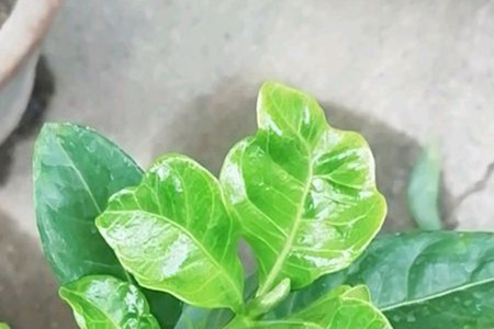 栀子花什么时候能开花