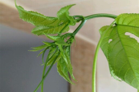 百香果苗需要掐尖吗