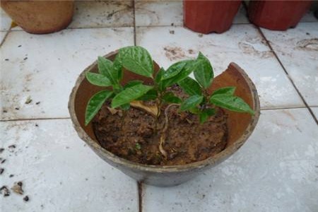 龙吐珠花怎么剪枝繁殖方法介绍 龙吐珠修剪示意图解