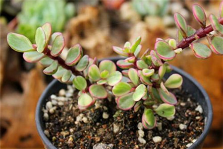 雅乐之舞秋季多久浇一次水