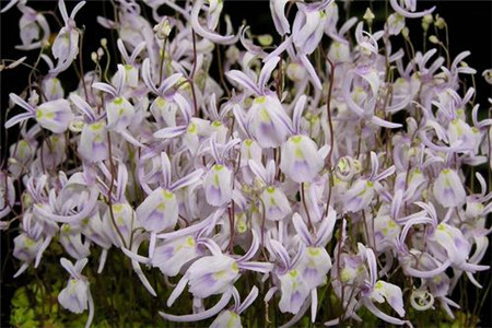 小白兔狸藻怎么养爆盆