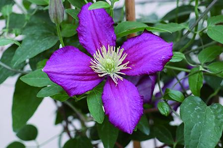 铁线莲室外越冬