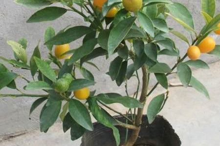 阳台金桔盆栽怎么养