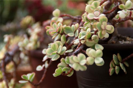 雅乐之舞秋季多久浇一次水