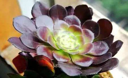 紫羊绒冬天怎么养护