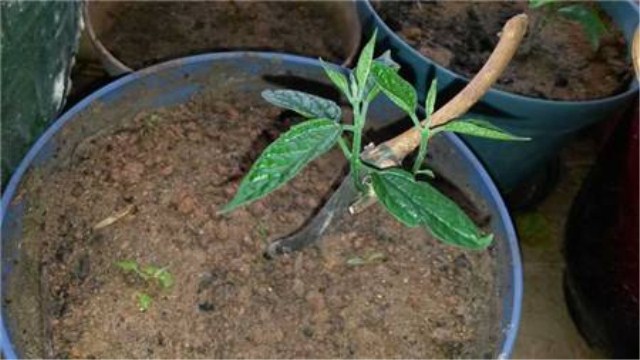 龙吐珠花怎么剪枝繁殖(龙吐珠花怎么剪枝繁殖方法介绍 龙吐珠修剪示意图解)