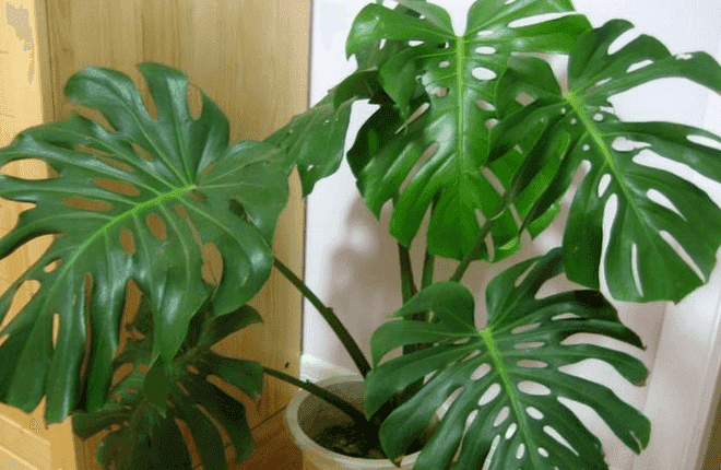 雾霾天气室内怎么消毒