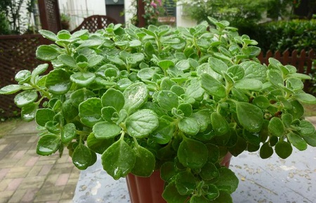 碰碰香浇水浇根还是浇叶子